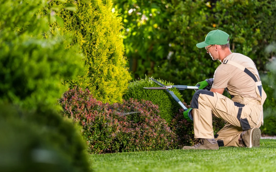 Tascott & Point Clare: How to Maintain a Lush, Green Garden All Year Round